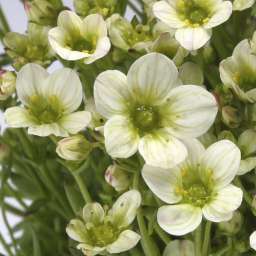 Alpino™ Early Lime